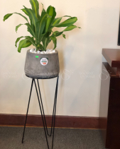 Cây Xanh Văn Phòng - belovedbeyond.com