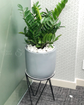 Cây Xanh Văn Phòng - belovedbeyond.com