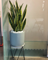 Cây Xanh Văn Phòng - belovedbeyond.com