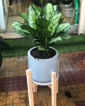 Cây Xanh Văn Phòng - belovedbeyond.com