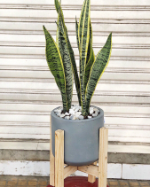 Cây Xanh Văn Phòng - belovedbeyond.com