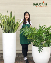 Cây Xanh Văn Phòng - belovedbeyond.com