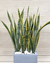 Cây Xanh Văn Phòng - belovedbeyond.com