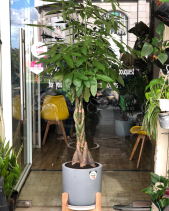 Cây Xanh Văn Phòng - belovedbeyond.com