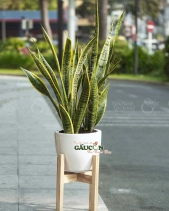 Cây Xanh Văn Phòng - belovedbeyond.com
