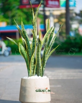 Cây Xanh Văn Phòng - belovedbeyond.com