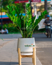 Cây Xanh Văn Phòng - belovedbeyond.com