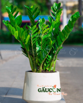 Cây Xanh Văn Phòng - belovedbeyond.com