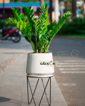 Cây Xanh Văn Phòng - belovedbeyond.com