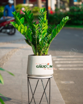 Cây Xanh Văn Phòng - belovedbeyond.com