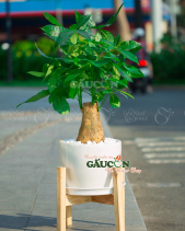 Cây Xanh Văn Phòng - belovedbeyond.com