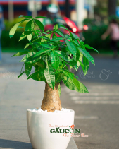 Cây Xanh Văn Phòng - belovedbeyond.com