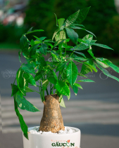 Cây Xanh Văn Phòng - belovedbeyond.com