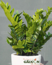 Cây Xanh Văn Phòng - belovedbeyond.com