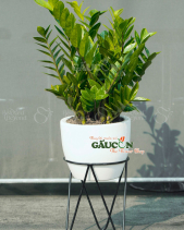 Cây Xanh Văn Phòng - belovedbeyond.com