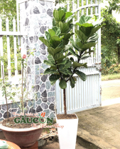 Combo Cây Xanh Văn Phòng - belovedbeyond.com