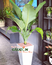 Combo Cây Xanh Văn Phòng - belovedbeyond.com