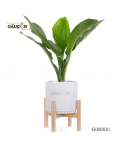 Đại Phú Gia - belovedbeyond.com