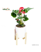 Cây Môn Đỏ 70Cm - belovedbeyond.com