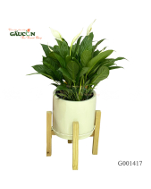 Combo Lan Ý 75Cm - belovedbeyond.com