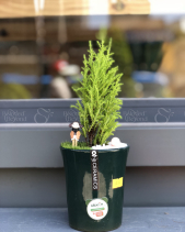 Cây Xanh Văn Phòng - belovedbeyond.com