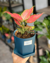 Cây Xanh Văn Phòng - belovedbeyond.com