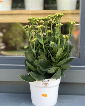 Cây Xanh Văn Phòng - belovedbeyond.com