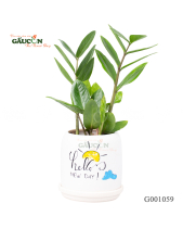 Kim Tiền Chậu Design - belovedbeyond.com