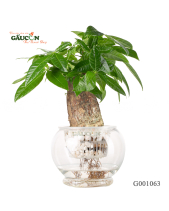 Kim Ngân Thuỷ Canh - belovedbeyond.com