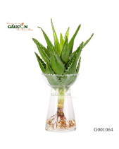 Nha Đam Thuỷ Canh - belovedbeyond.com