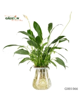 Lan Ý Thuỷ Canh - belovedbeyond.com