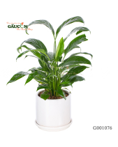 Lan Ý Chậu Trung - belovedbeyond.com