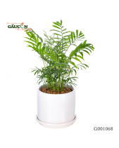 Cau Tiểu Trâm - belovedbeyond.com