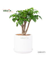 Hạnh Phúc - belovedbeyond.com