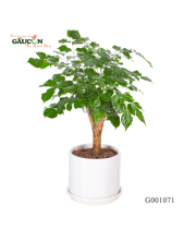 Hạnh Phúc - belovedbeyond.com