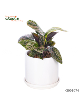 Đuôi Công - belovedbeyond.com