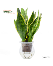 Lưỡi Hổ Thuỷ Canh - belovedbeyond.com