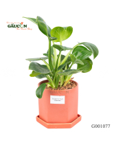 Đế Vương Xanh - belovedbeyond.com