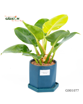 Đế Vương Xanh - belovedbeyond.com