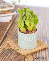 Xương Rồng Tai Thỏ - belovedbeyond.com