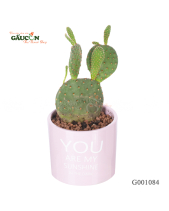 Xương Rồng Micky - belovedbeyond.com