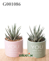 Móng Rồng - belovedbeyond.com