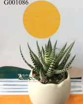 Móng Rồng - belovedbeyond.com