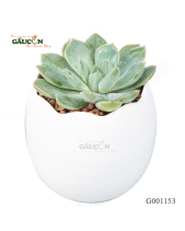 Sen Đá Chậu Trứng G001153 - belovedbeyond.com