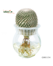 Xương Rồng Thủy Canh G001154 - belovedbeyond.com