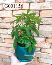 Ngũ Gia Bì Chậu Kim Cương G001156 - belovedbeyond.com