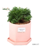 Tùng Xoắn Chậu Khối G001157 - belovedbeyond.com