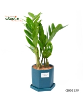 Kim Tiền Chậu Khối G001159 - belovedbeyond.com