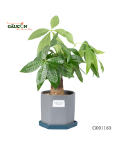 Kim Ngân Chậu Khối G001160 - belovedbeyond.com