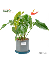 Hồng Môn Chậu Khối G001162 - belovedbeyond.com